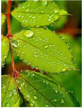 植物晚上在干啥?吐水给敌人的敌人“屯粮”