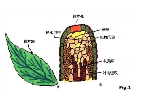 植物晚上在干啥?吐水给敌人的敌人“屯粮”