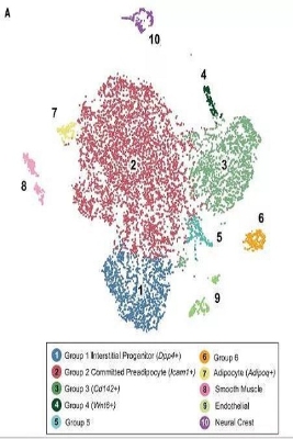 最新《科学》:脂肪细胞,请加油长!-responsive 最新《科学》:脂肪细胞,请加油长