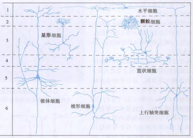 大脑皮层神经元(图片来源:《组织学与胚胎学》)-responsive 阿尔茨海默病的迷思