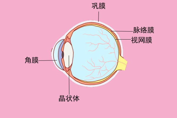 色盲是怎样形成的?哪些动物是色盲?