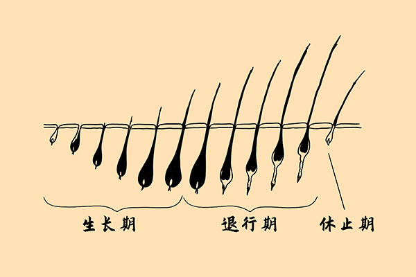为什么眉毛不会像头发那样一直生长?