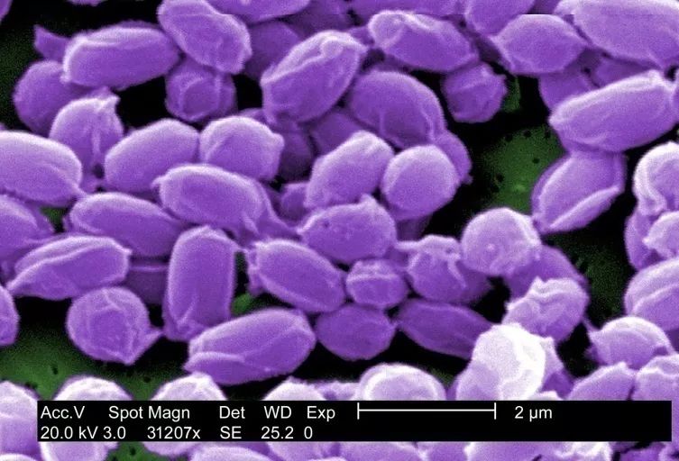啥是质粒?从生物武器到转基因食物都跟它有关
