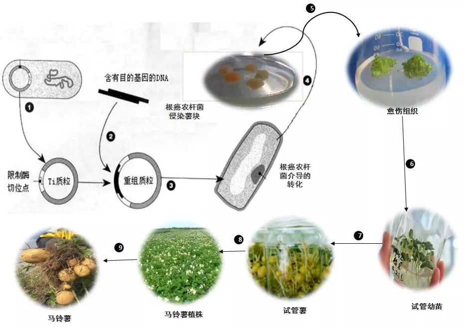 啥是质粒?从生物武器到转基因食物都跟它有关