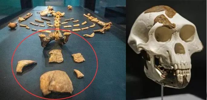 广西发现16000年前人类头骨化石?老新闻上热搜,评论捉急