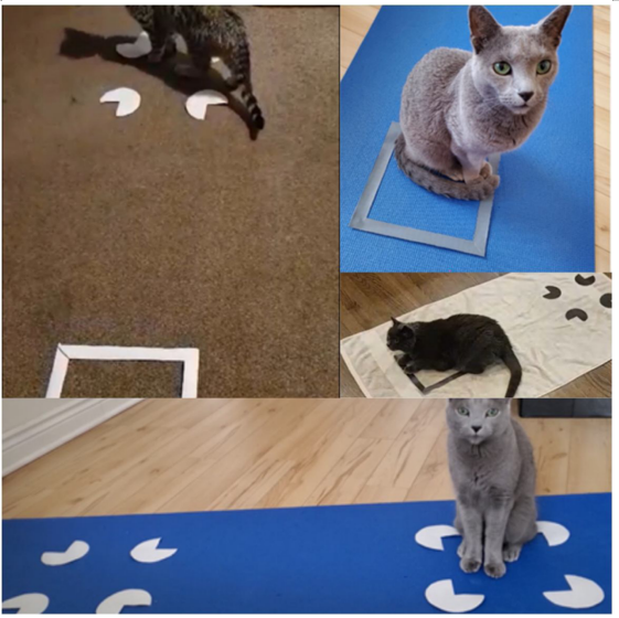 画个圈就能捉住一只猫,“画地为牢”为什么管用?
