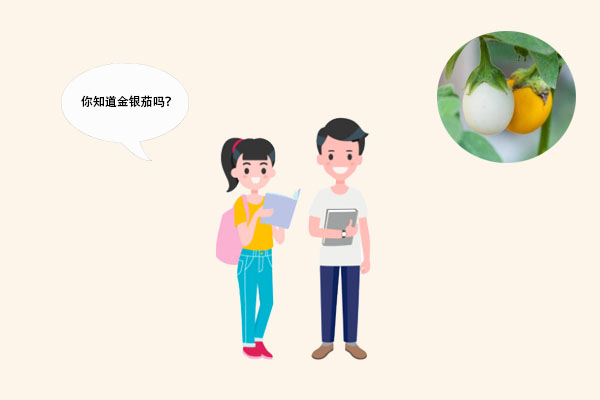 白色的茄子——金银茄