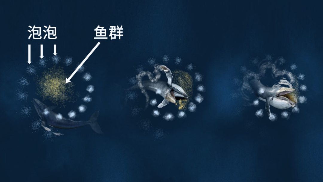 不过是破了个泡泡,科学家还能研究出个花来?
