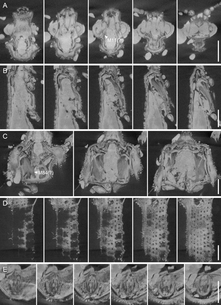 科学家发现1亿年前甲虫“木乃伊化”肌肉