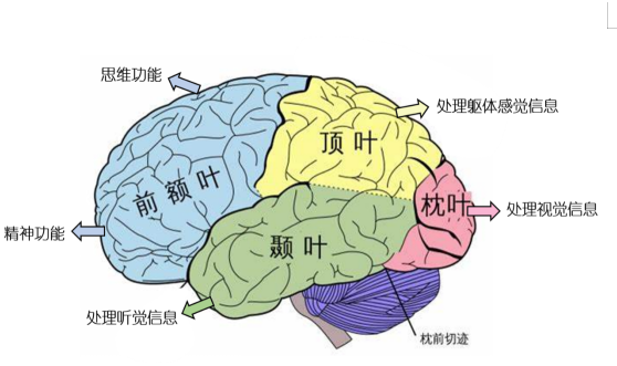 一个精密神奇的结构,就藏在你的身体里