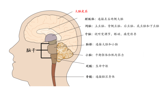 一个精密神奇的结构,就藏在你的身体里