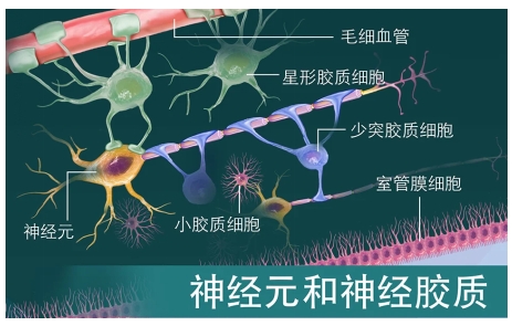 一个精密神奇的结构,就藏在你的身体里