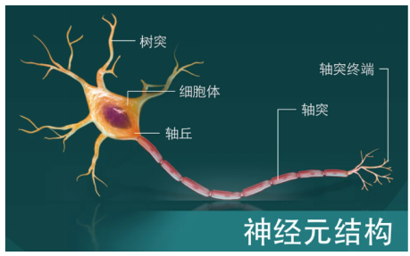 一个精密神奇的结构,就藏在你的身体里